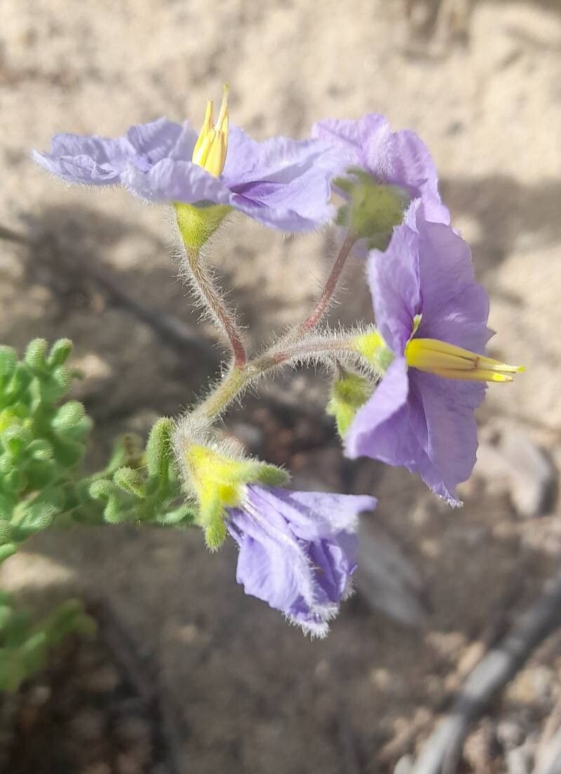 Solanum trinominum flower