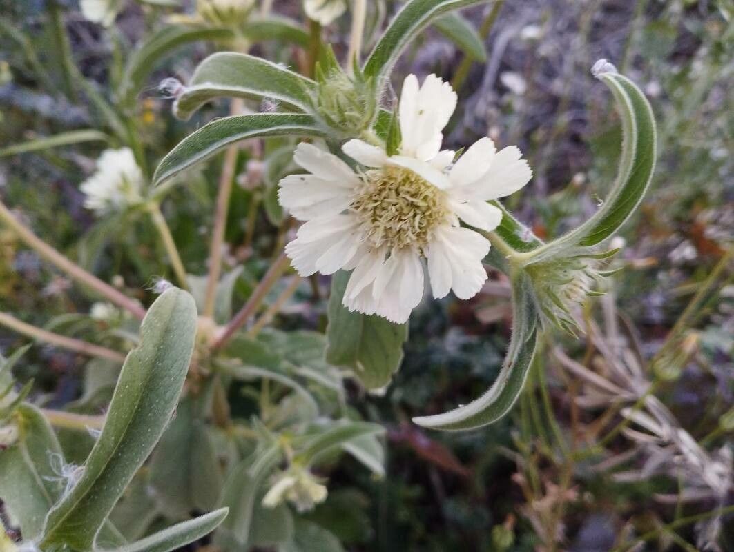 Lomelosia palaestina flower