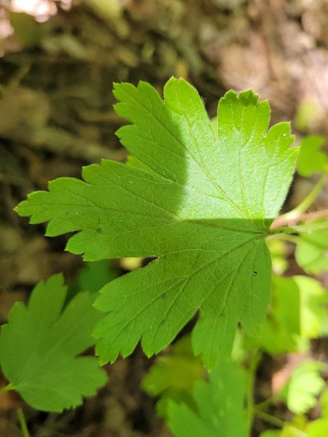 Ribes cynosbati leaf