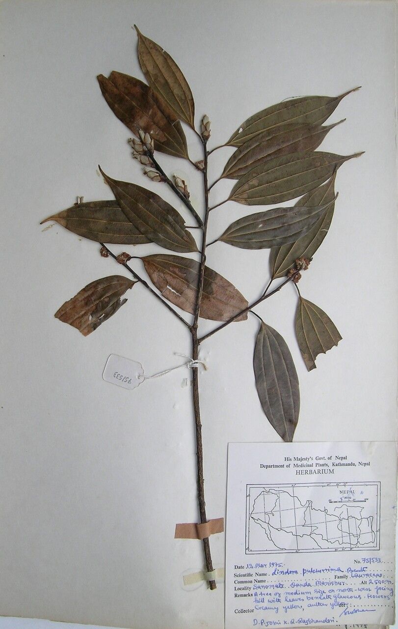 Lindera pulcherrima — search result for 'Lindera'