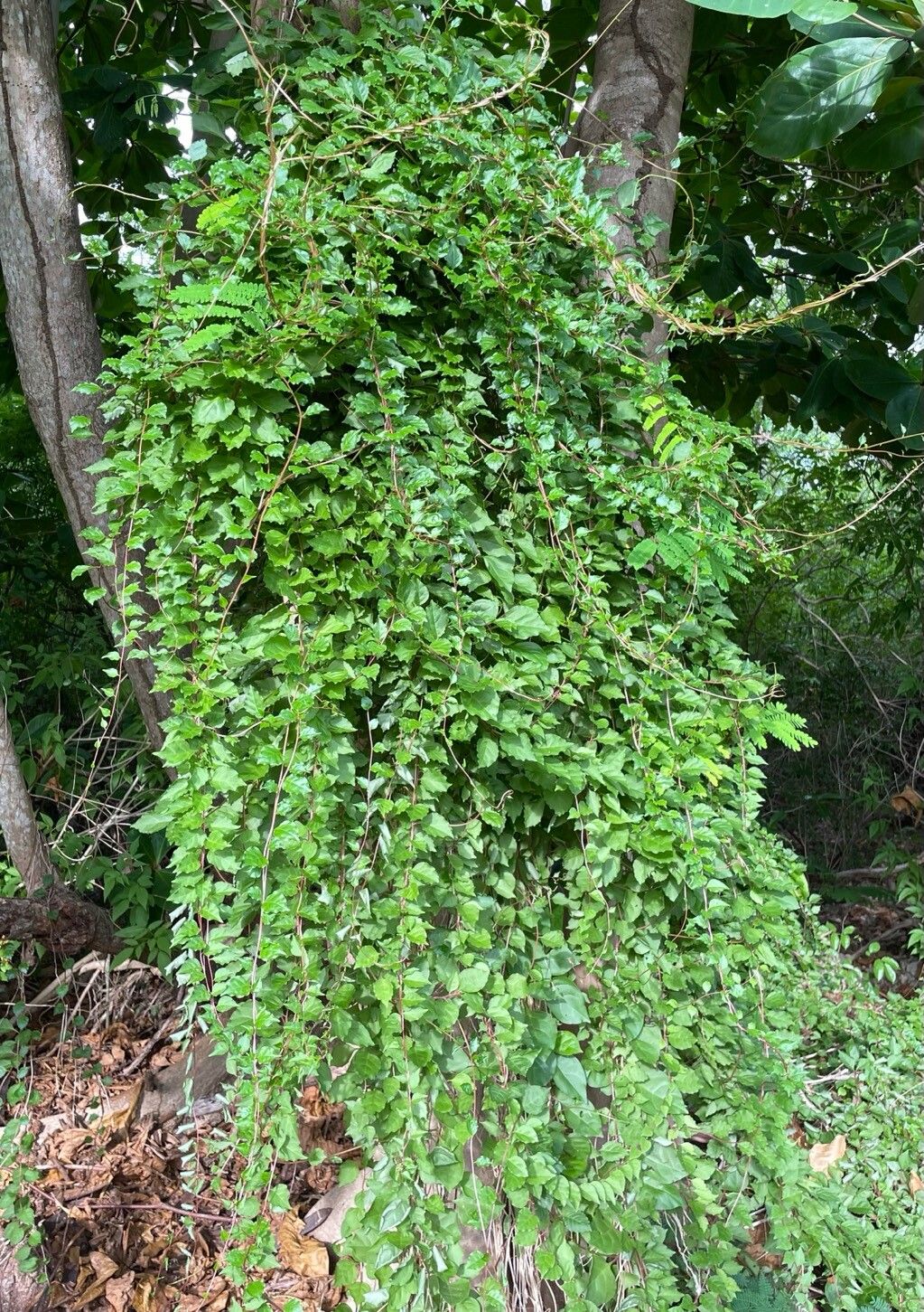 Anredera vesicaria habit