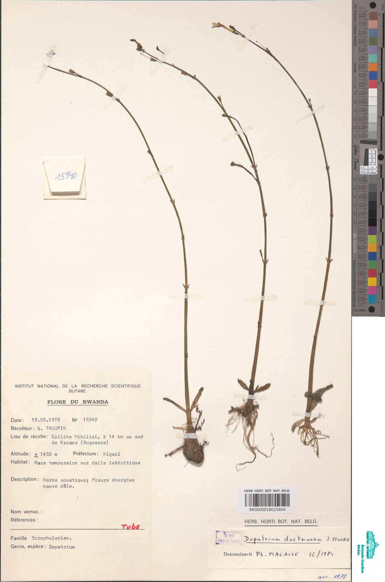 Dopatrium dortmanna — related species from the same genus