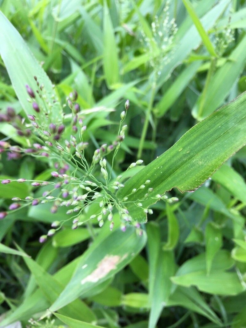 Dichanthelium clandestinum flower