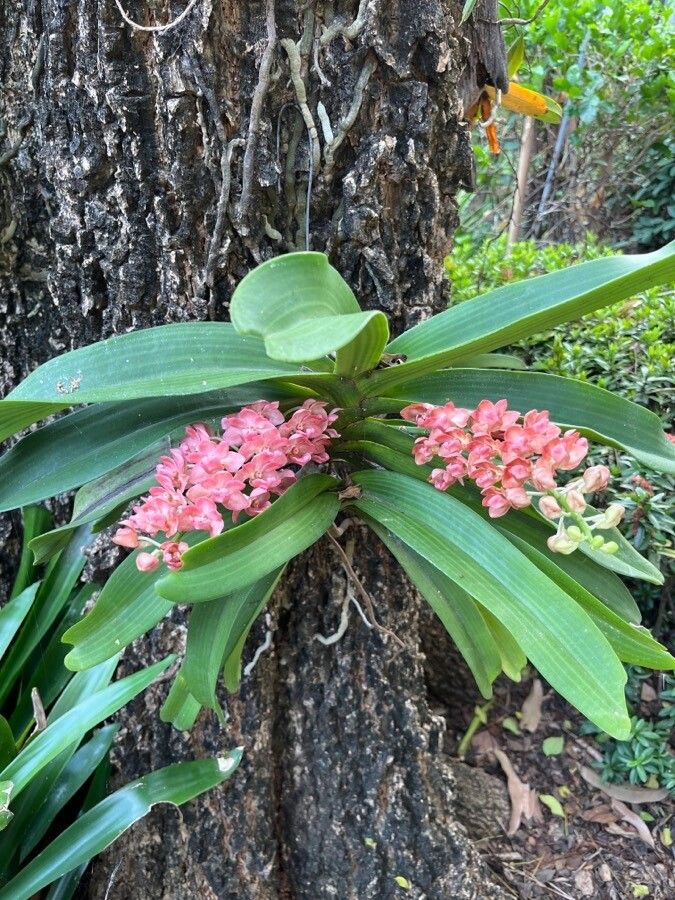 Rhynchostylis gigantea — search result for 'Laos'