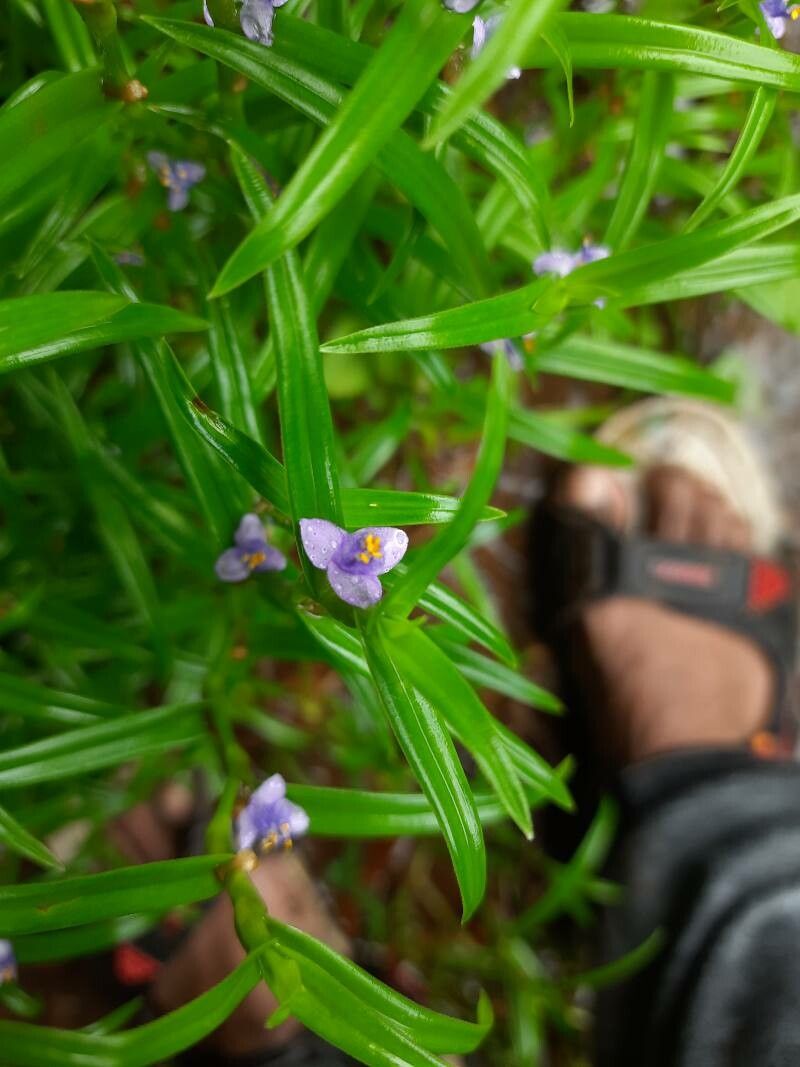 Murdannia versicolor — houseplant care guide