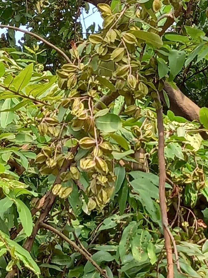 Terminalia arjuna fruit