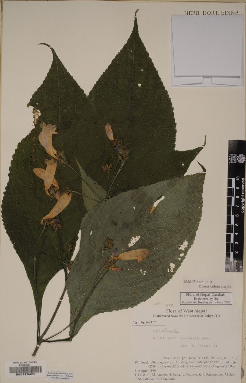 Strobilanthes bracteata other