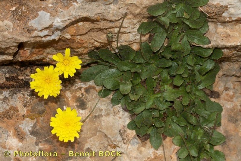 Hypochaeris leontodontoides — search result for 'Hypochaeris'