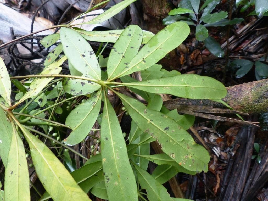 Plerandra baillonii leaf