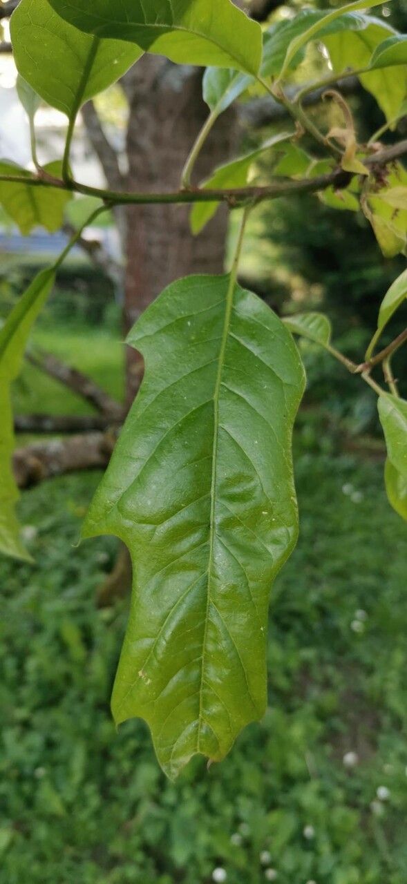 Quercus × leana leaf