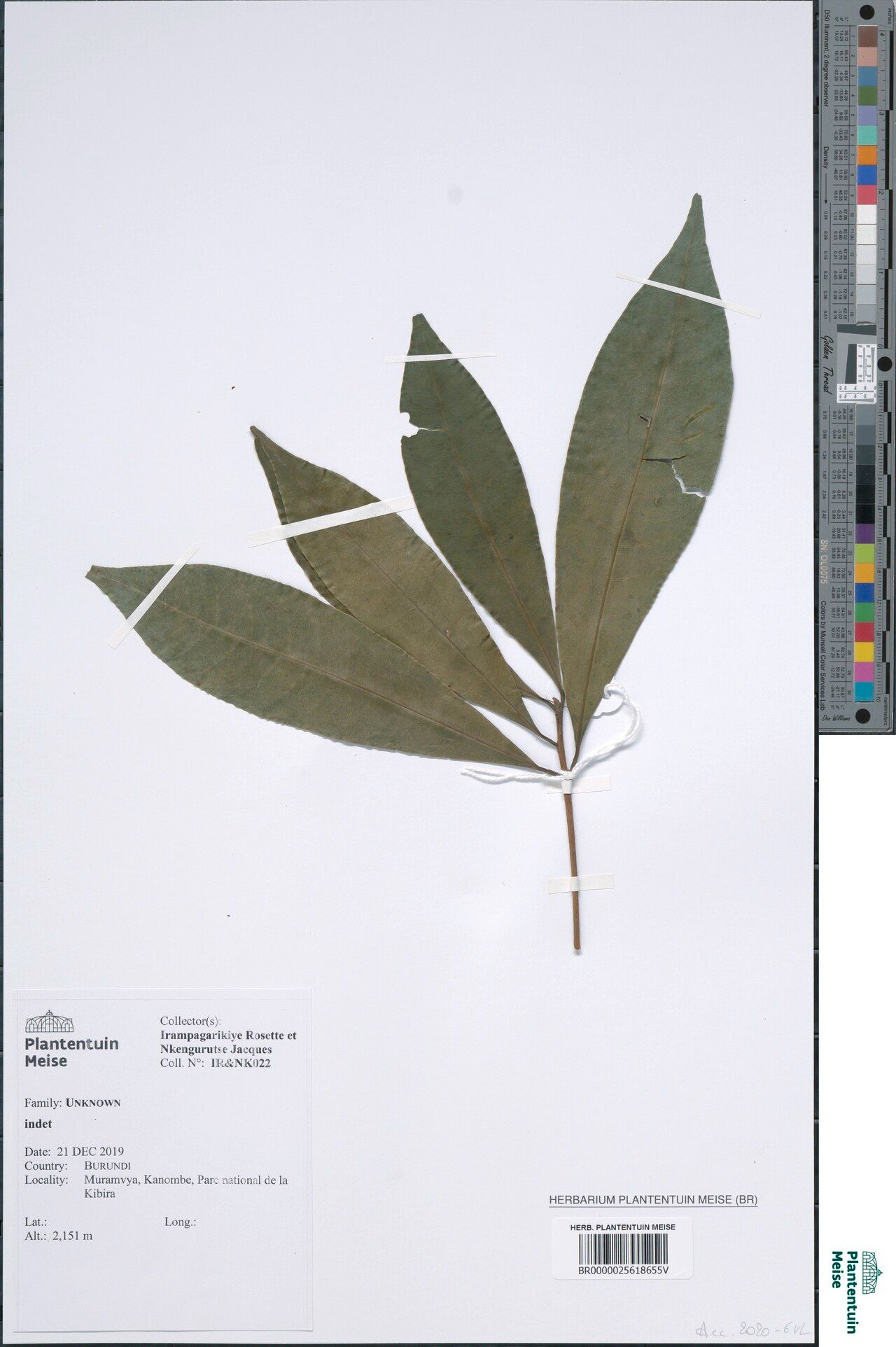 Peddiea rapaneoides — related species from the same genus