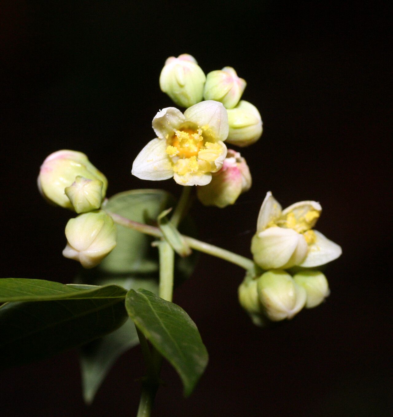 Manihot tristis — houseplant care guide