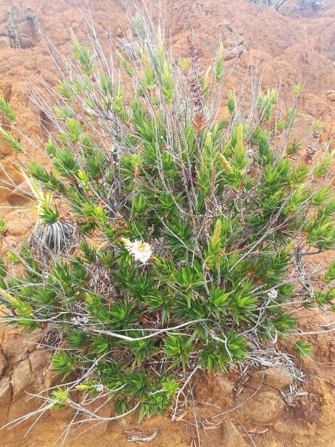 Dracophyllum mackeeanum habit