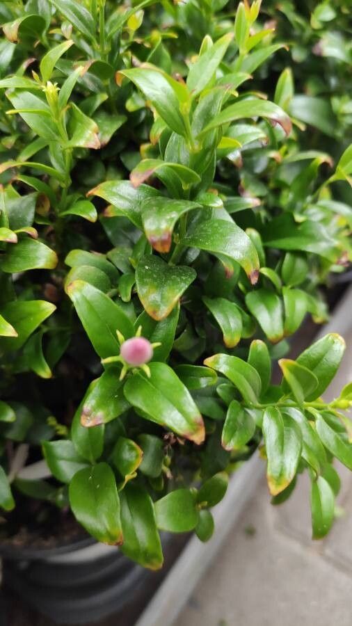 Jasminum multipartitum — search result for 'Oleaceae'