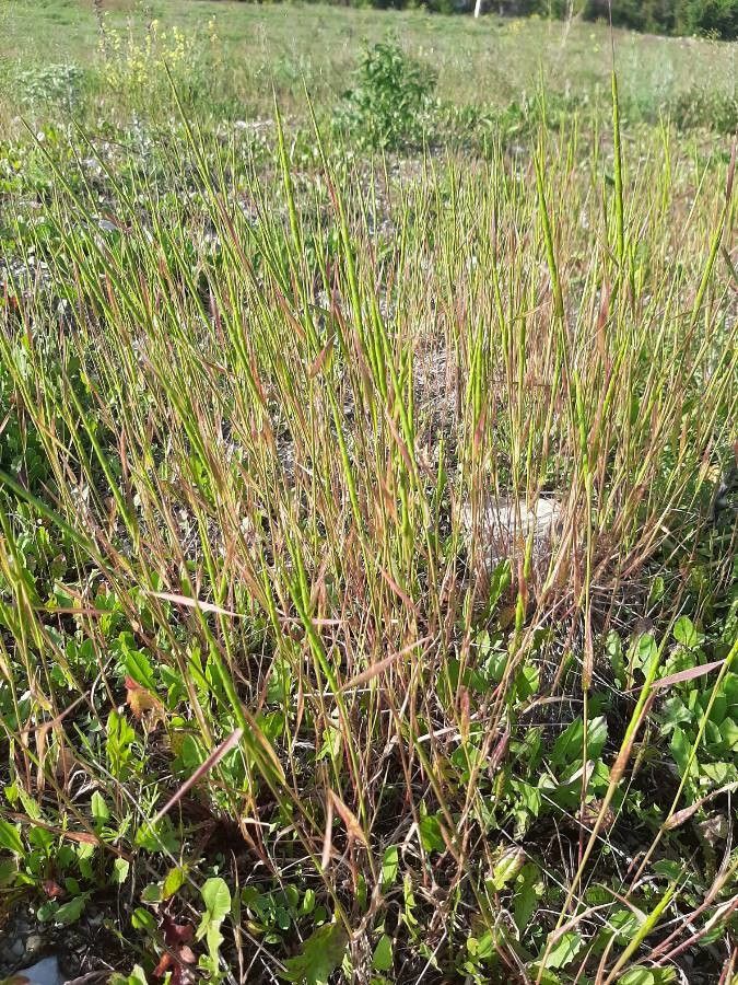 Aegilops cylindrica flower