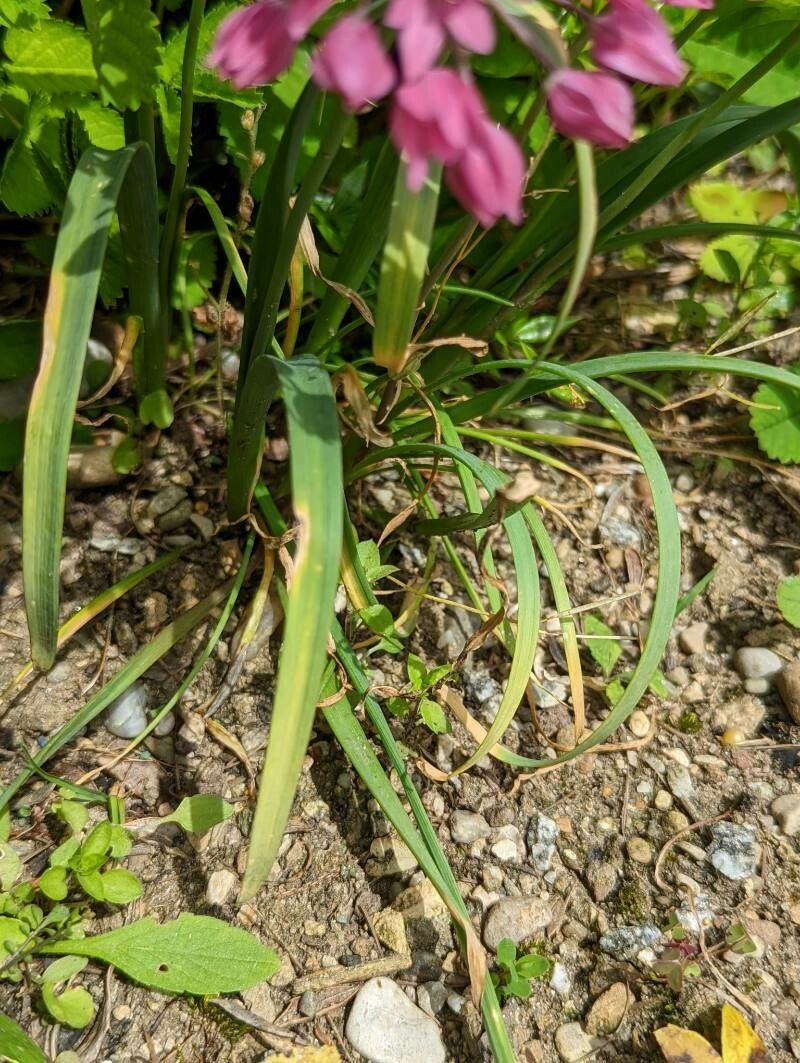 Allium oreophilum — search result for 'Iraq'