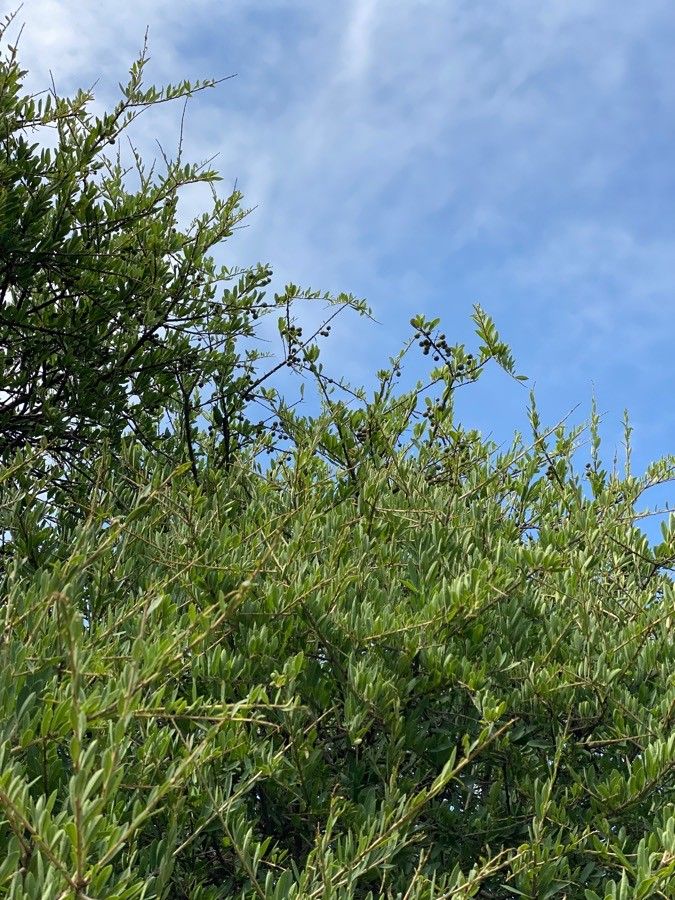 Boscia angustifolia fruit