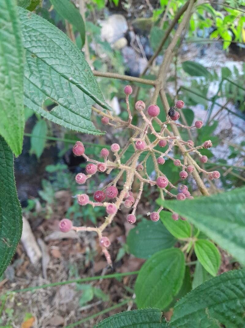 Miconia subseriata fruit