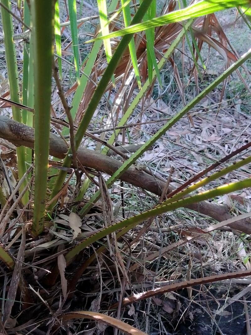 Livistona australis habit
