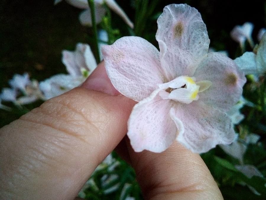 Delphinium hansenii — search result for 'Delphinium'
