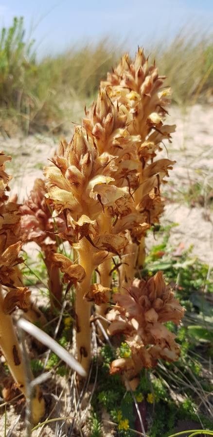 Orobanche caryophyllacea fruit