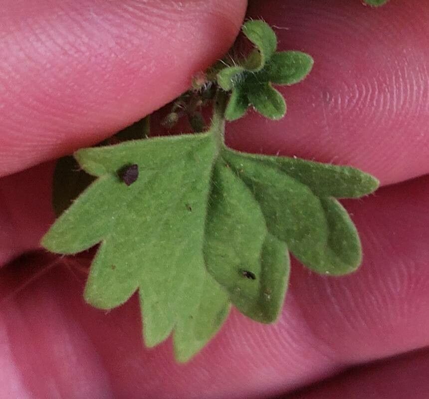 Trichostema dichotomum — search result for 'Lamiaceae'