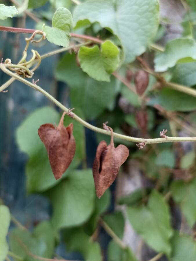 Antigonon leptopus fruit