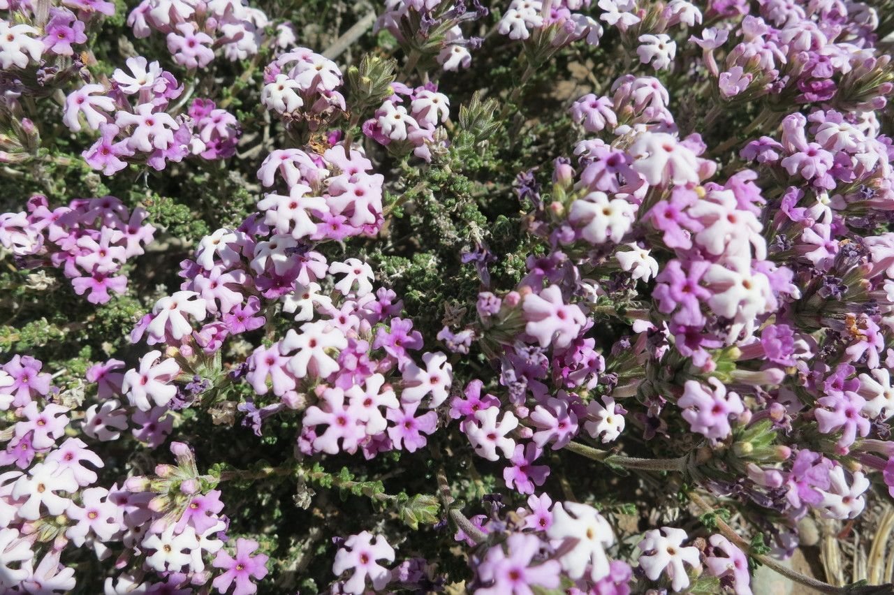 Junellia patagonica habit
