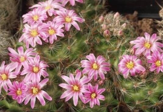 Mammillaria tepexicensis — houseplant care guide