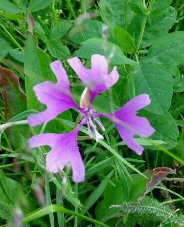 Clarkia pulchella flower
