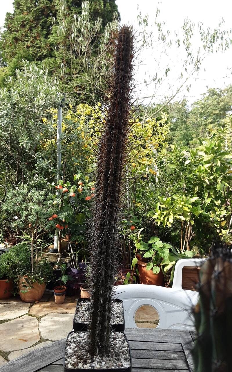 Leucostele deserticola habit