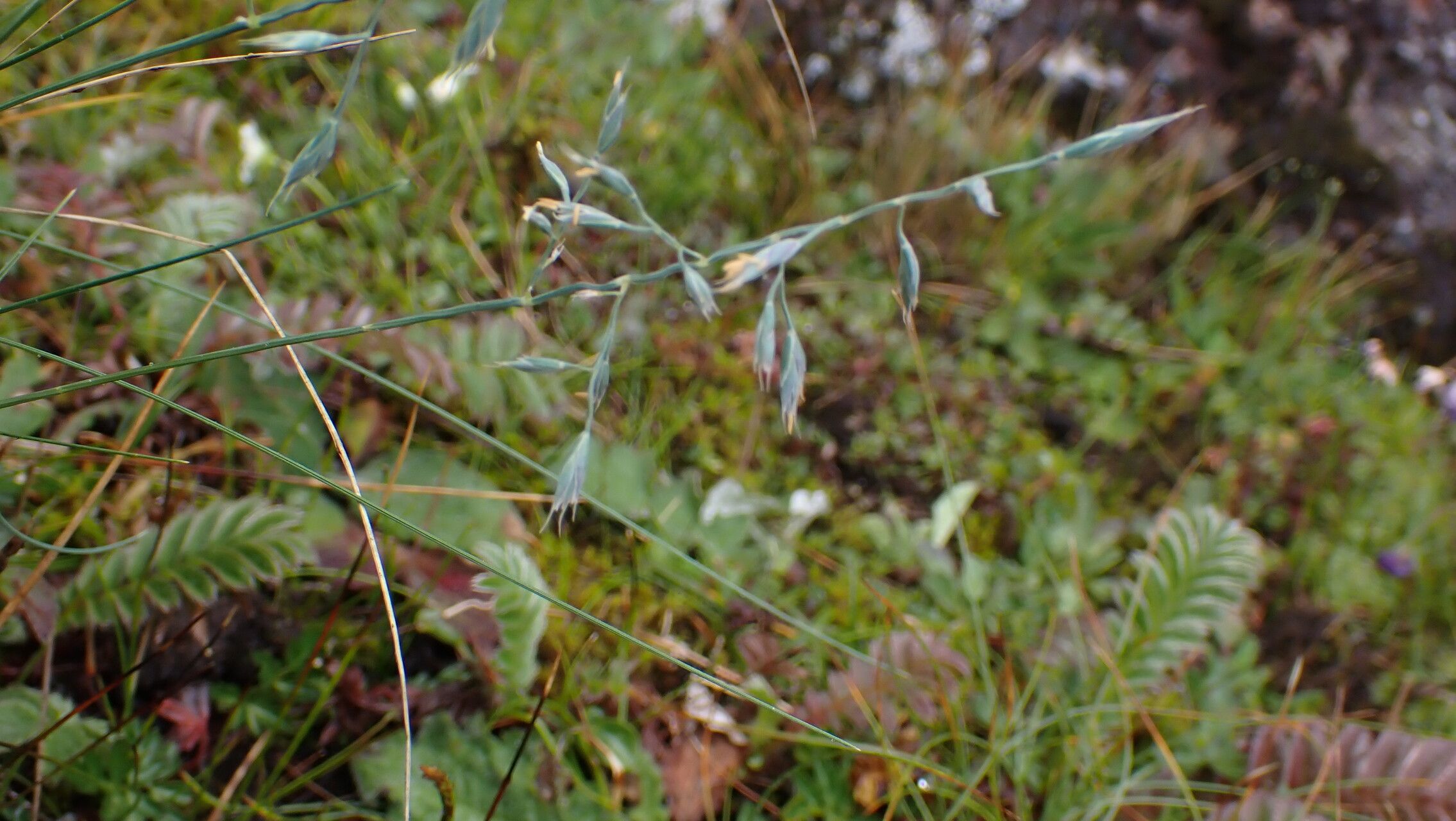 Festuca polycolea flower