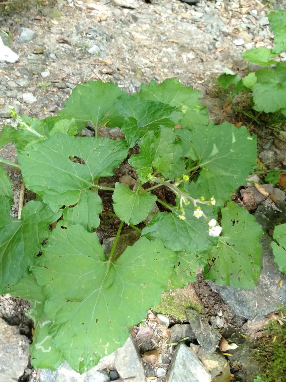 Adenocaulon himalaicum — search result for 'Nepal'