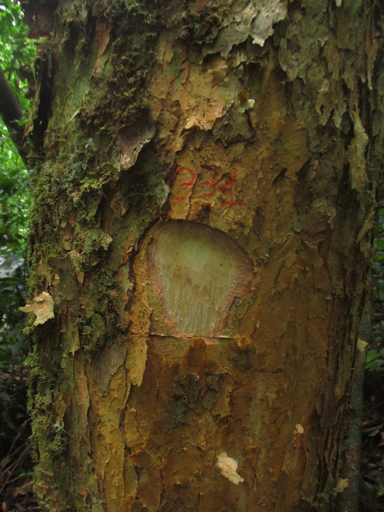 Dacryodes buettneri — related species from the same genus