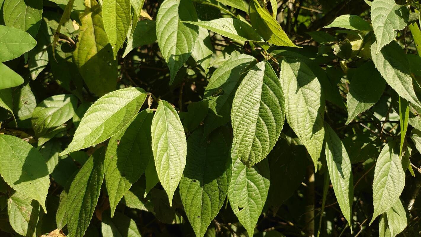 Acalypha diversifolia — search result for 'Acalypha'