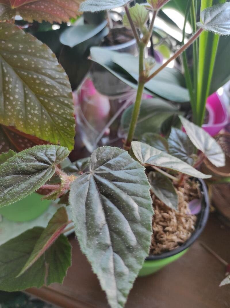 Begonia clarkei leaf