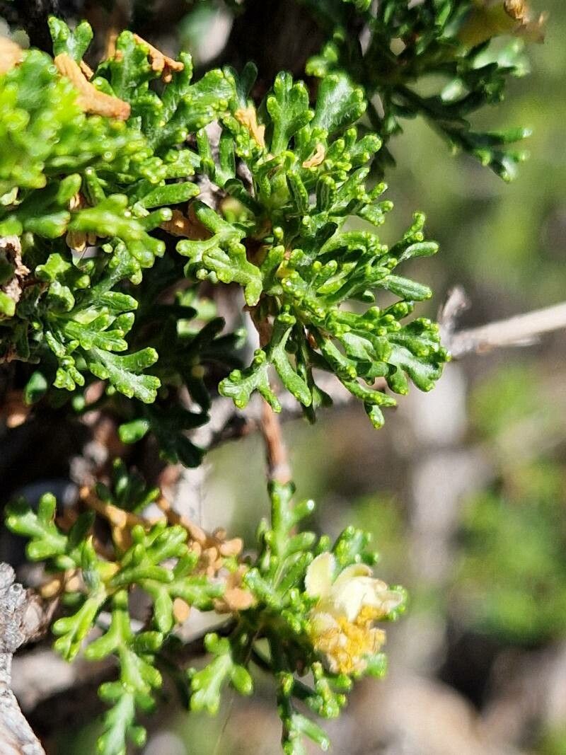 Purshia stansburiana leaf