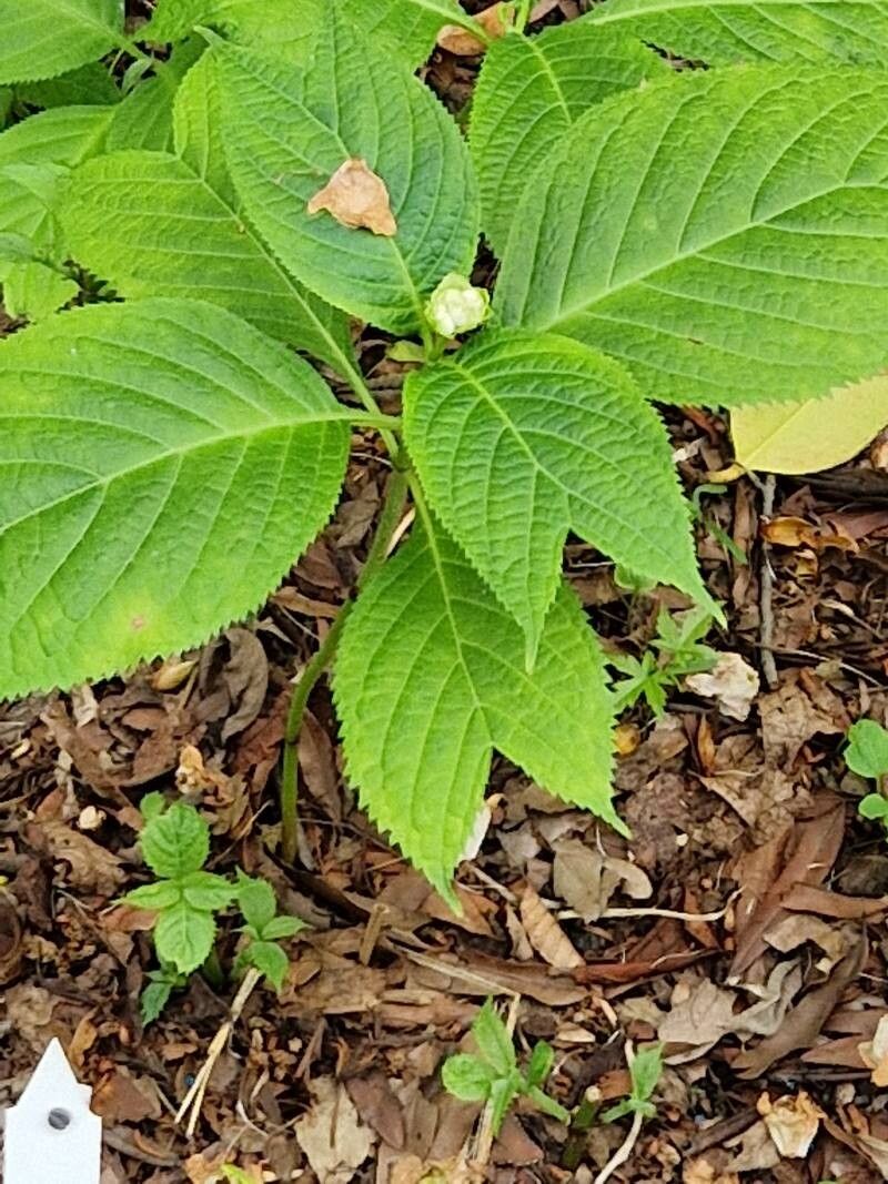 Hydrangea caerulea — houseplant care guide