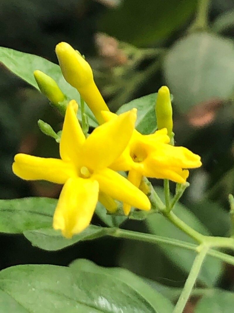 Jasminum odoratissimum flower