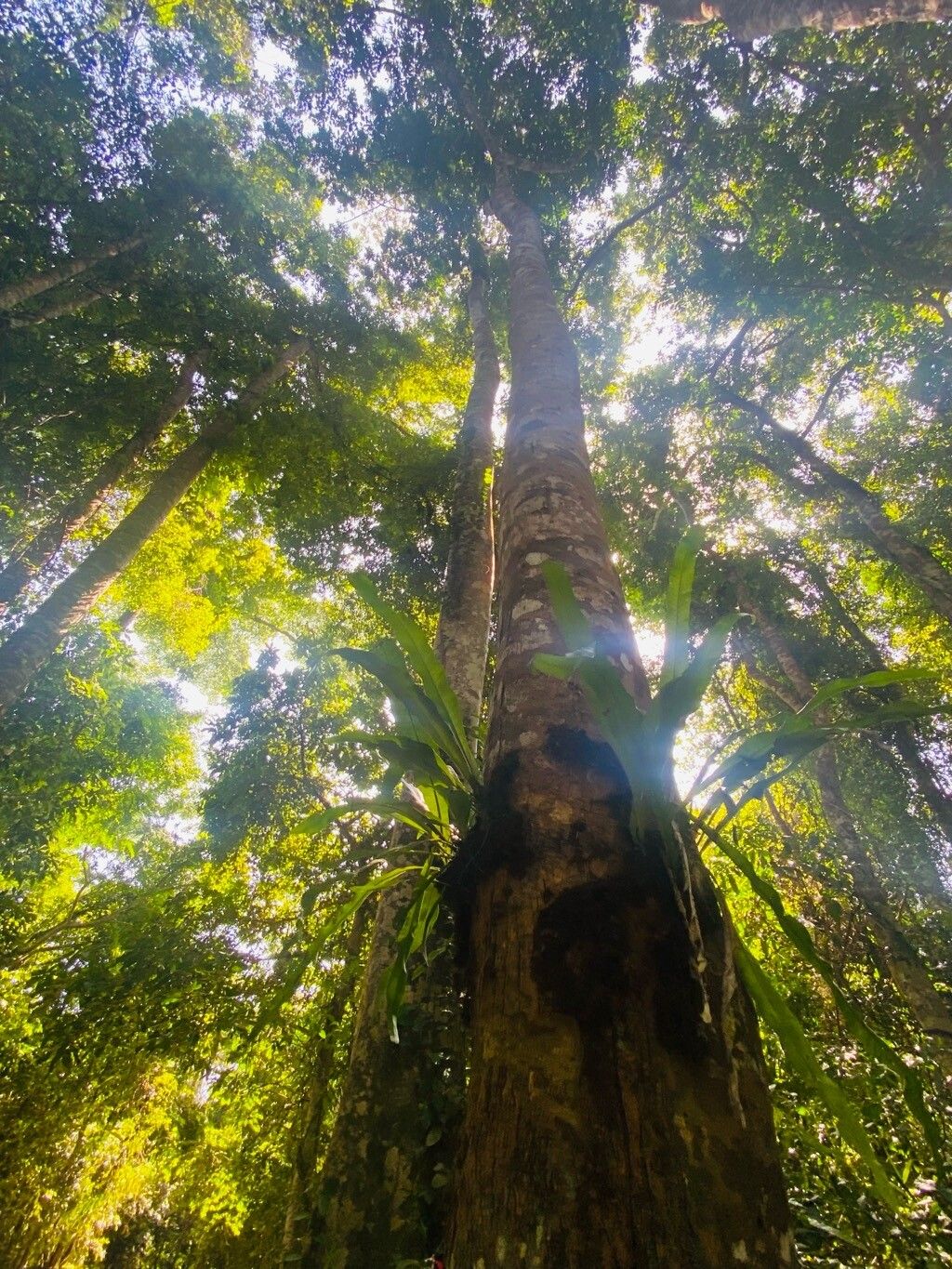 Asplenium mauritianum habit