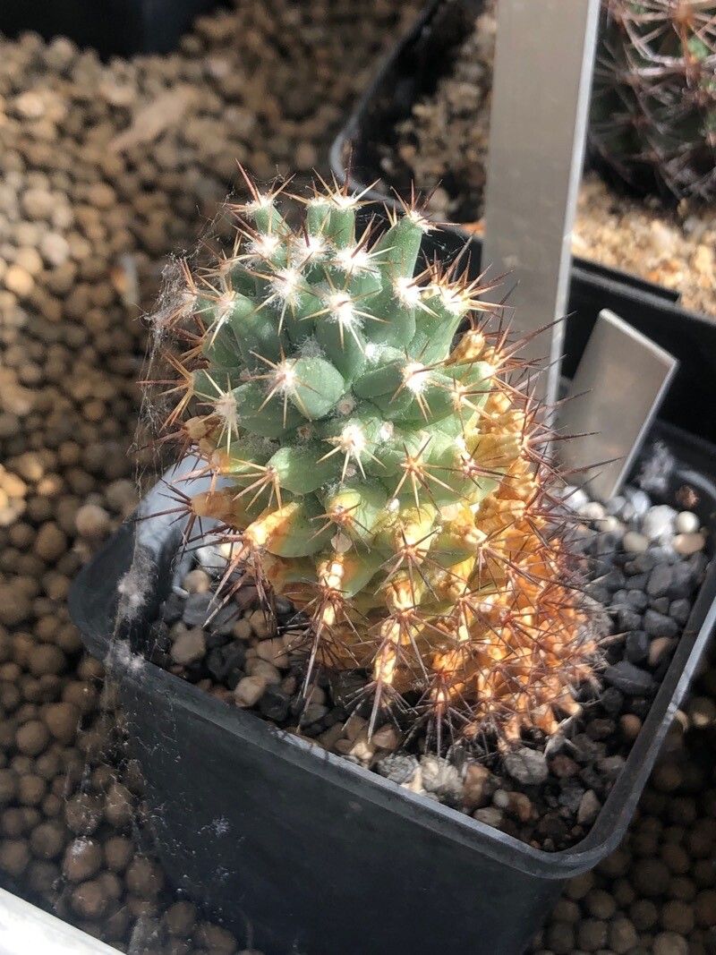 Coryphantha clavata — related species from the same genus