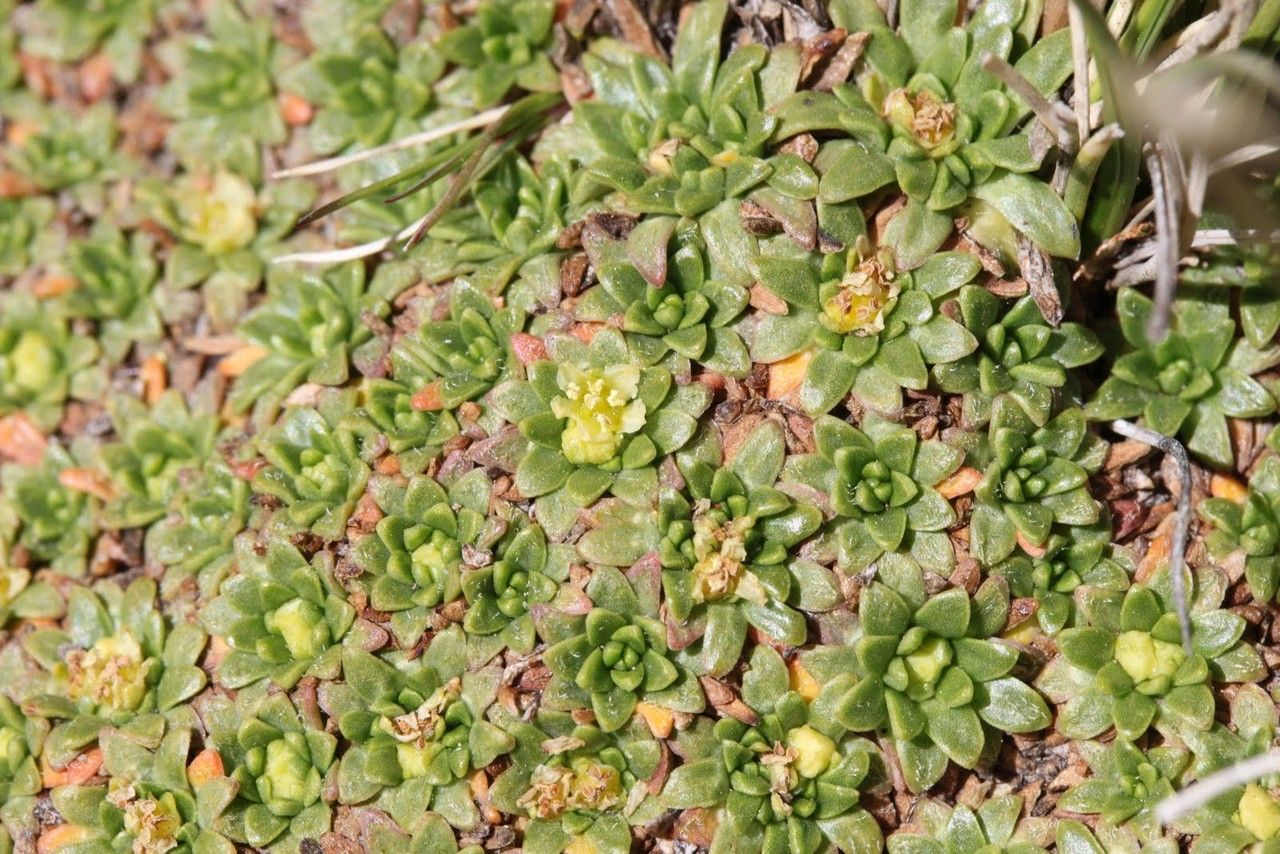 Azorella diapensioides leaf