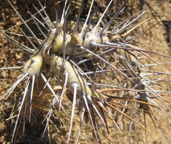 Monsonia lavrani — related species from the same genus