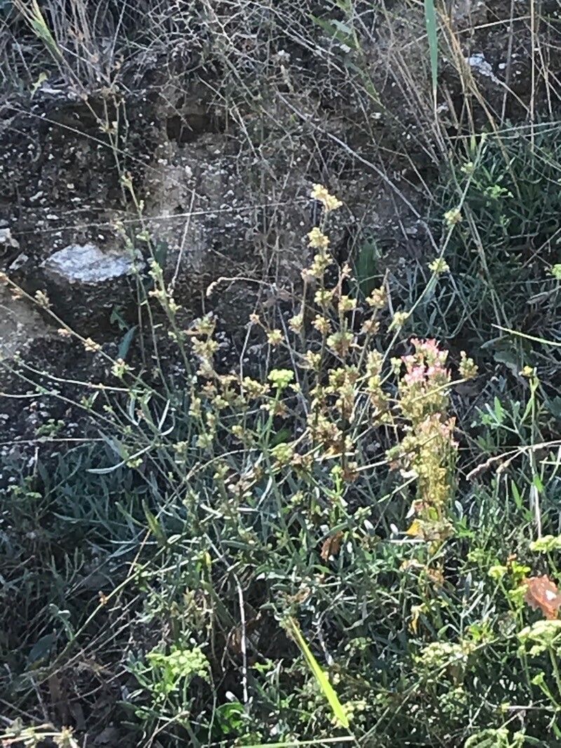 Eriogonum elongatum flower