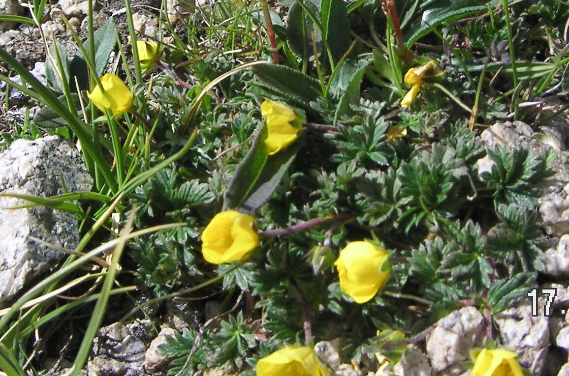 Potentilla saundersiana flower
