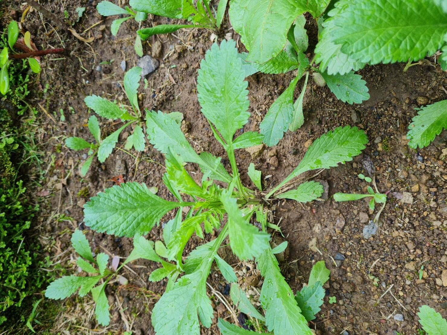 Scabiosa nitens — houseplant care guide