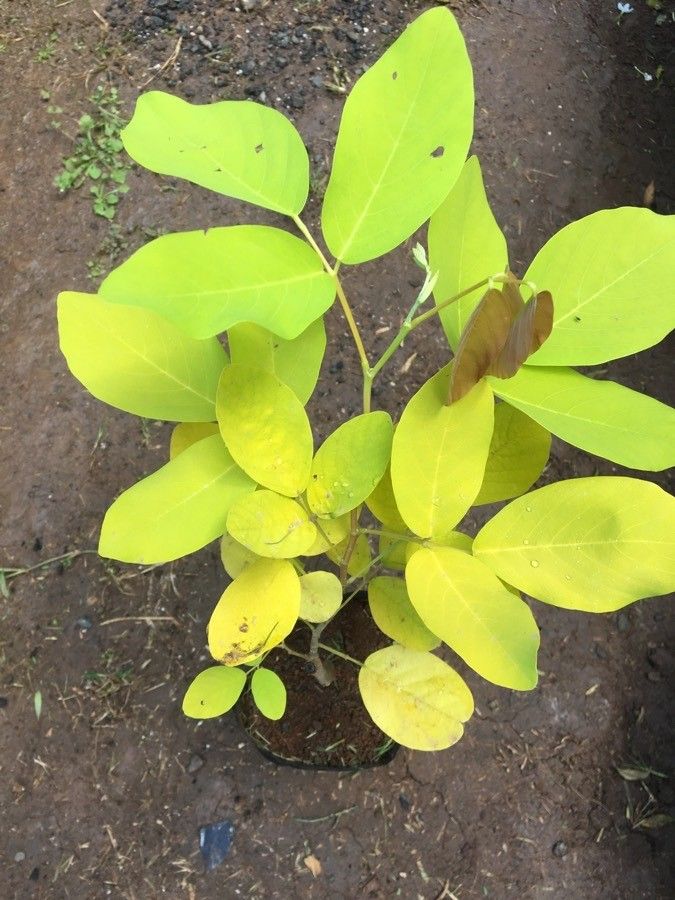 Dendrolobium umbellatum — houseplant care guide