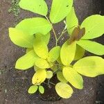 Dendrolobium umbellatum