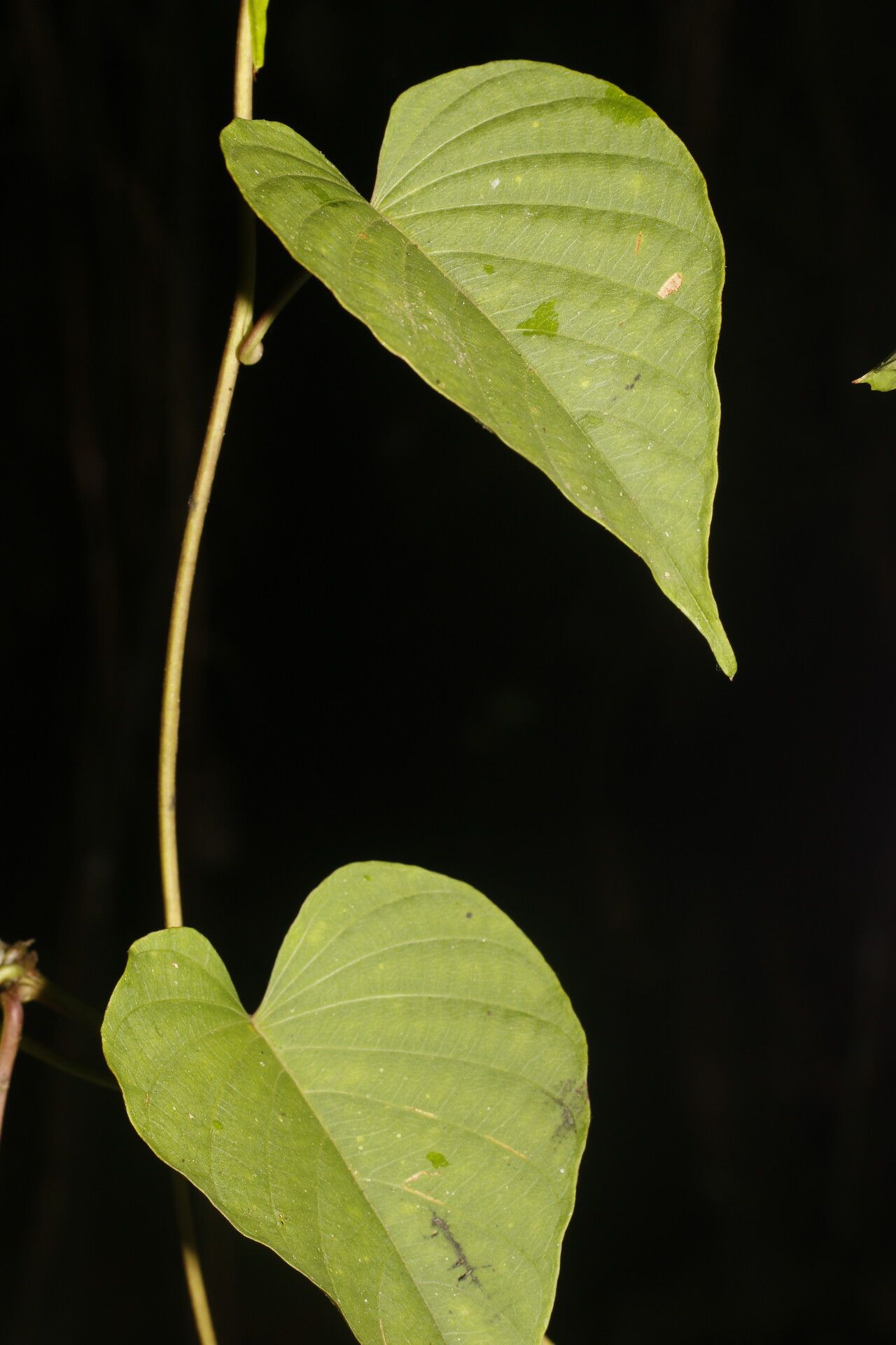 Ipomoea batatoides leaf