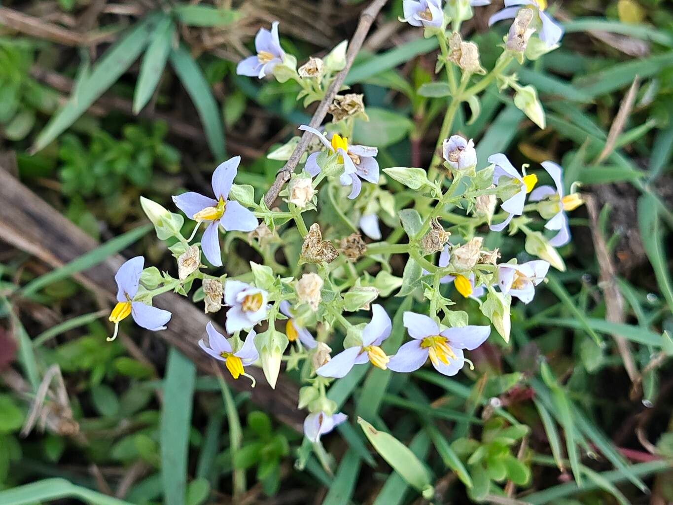 Exacum pedunculatum habit